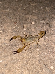 Urodacus yaschenkoi