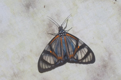 Hypocrita phanoptoides