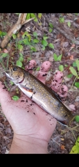 Salvelinus fontinalis image
