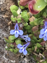 Lobelia boivinii