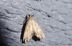Diplopseustis perieresalis