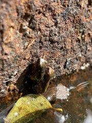 Trachycephalus vermiculatus