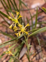 Pimelea curviflora