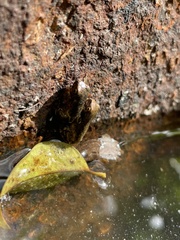 Trachycephalus vermiculatus