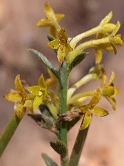 Pimelea curviflora
