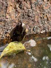 Trachycephalus vermiculatus