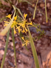 Pimelea curviflora