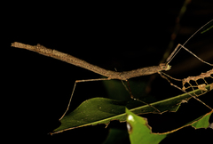 Candovia strumosa