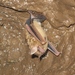 Tricolored Bat - Photo (c) Dave Thomas, some rights reserved (CC BY-NC)
