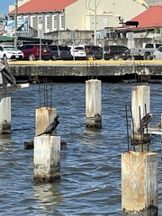 Nannopterum brasilianum