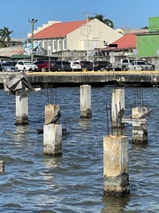 Nannopterum brasilianum