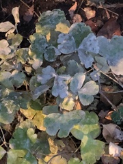 Erysiphe aquilegiae