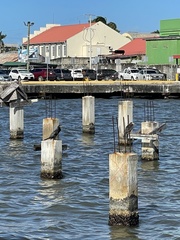 Nannopterum brasilianum