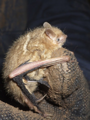 Eastern Pipistrelle photo 2