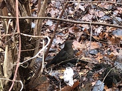 Turdus merula