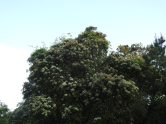 Magnoliopsida