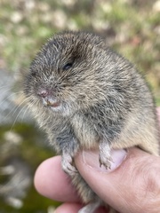 Microtus ochrogaster