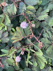 Mimosa pudica