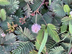 Mimosa pudica