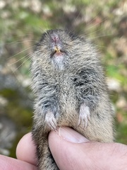 Microtus ochrogaster