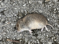 Microtus ochrogaster