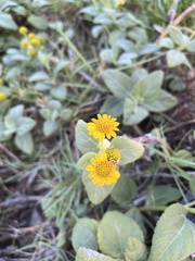 Wollastonia