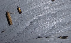 Coleophora deauratella