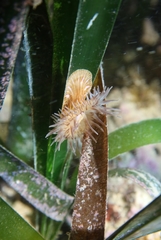Paractinia striata