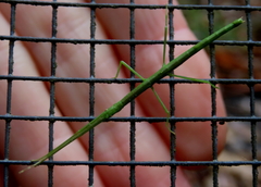 Candovia granulosa