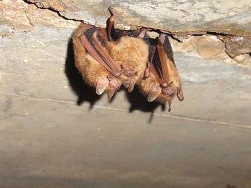Tricolored Bat