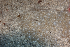Solea senegalensis