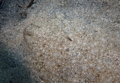 Solea senegalensis