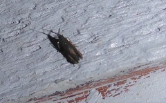 Coleophora deauratella