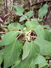 Physalis coztomatl
