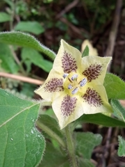 Physalis coztomatl