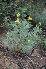 Lupinus croceus croceus