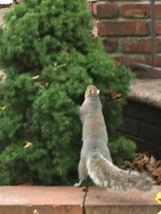 Sciurus carolinensis