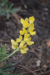 Lupinus croceus croceus