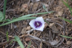 Calochortus elegans