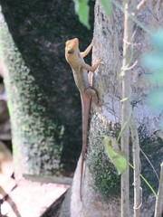 Anolis luciae
