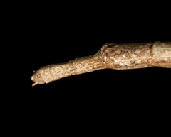 Candovia strumosa
