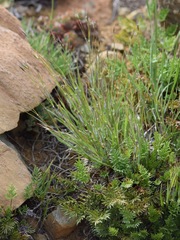 Danthonia unispicata