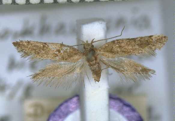 Tingena melanamma