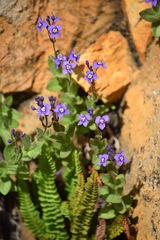 Veronica copelandii