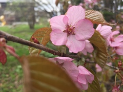 Prunus sargentii