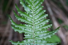 Trichomanes pinnatum