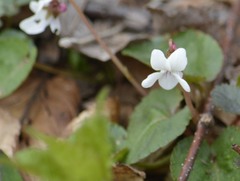 Viola blanda