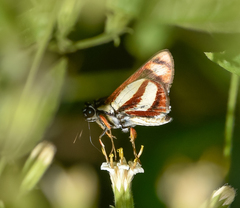 Propertius propertius