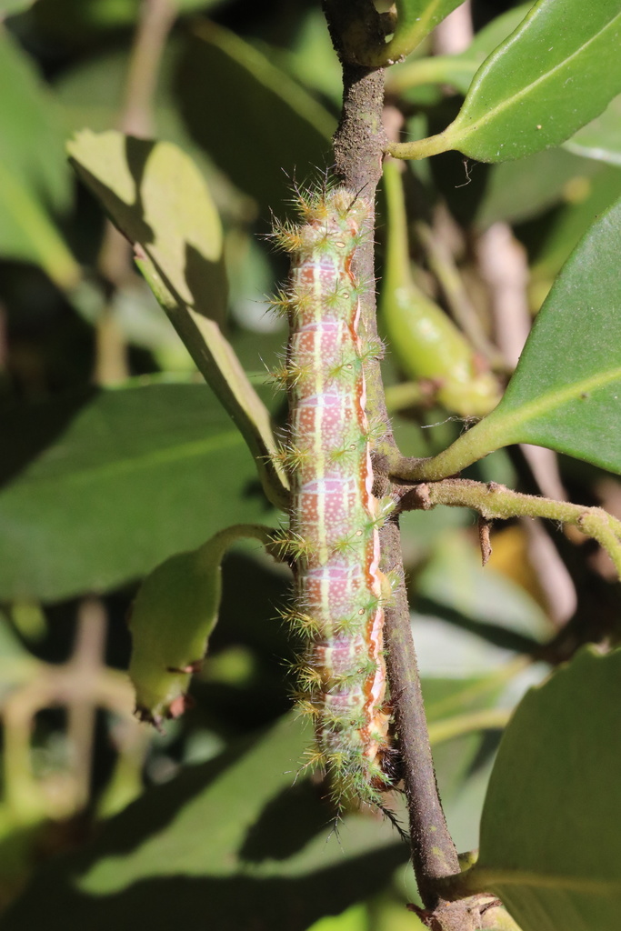 Ormiscodes amphimone