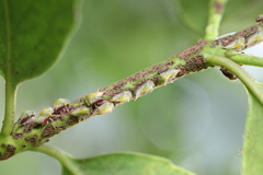 Alchisme rubrocostata